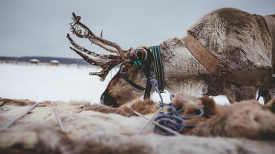 雪上的棕鹿